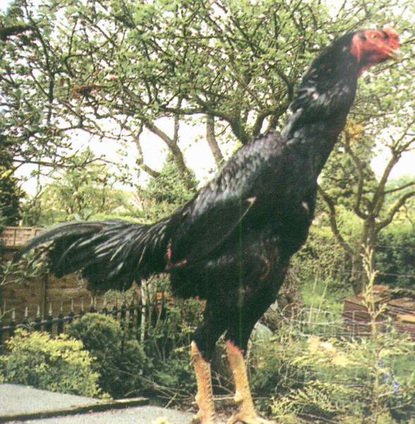 Bantam Gamefowl